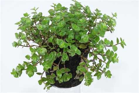 But, they do have specific lighting and watering requirements. . Callisia repens toxic to cats